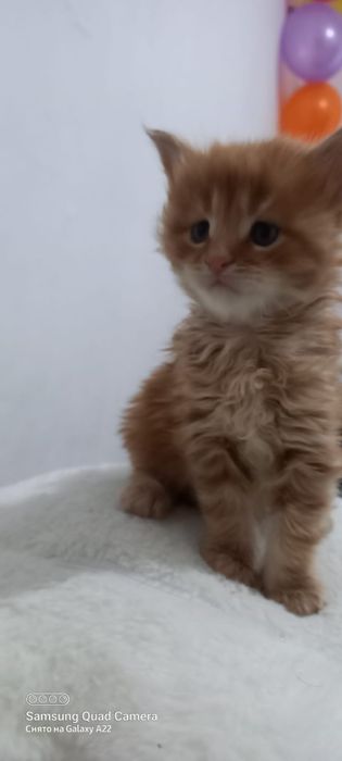 Продам котят мейн кун
