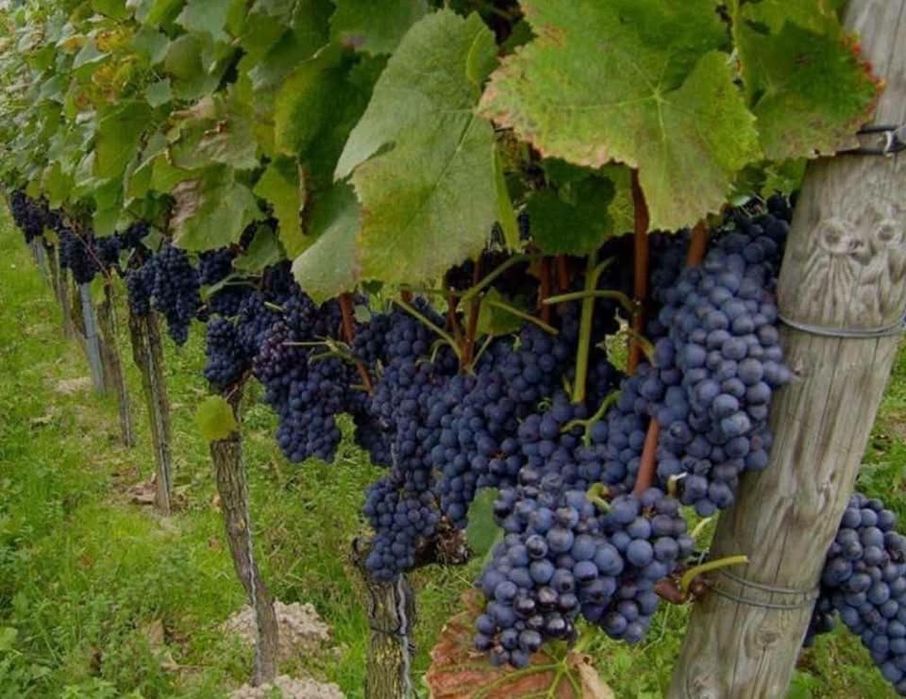 Struguri de vin