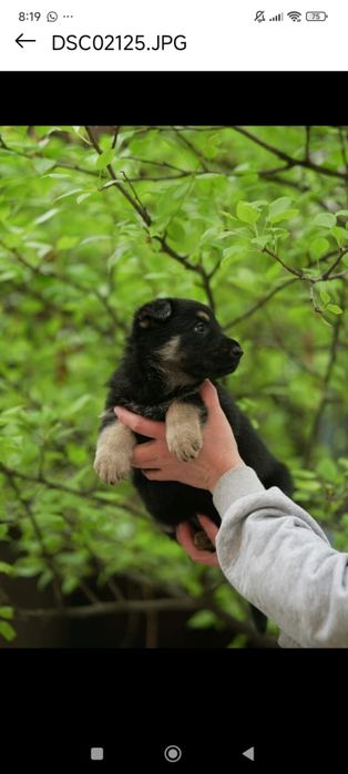 Щенки восточно европейской овчарки