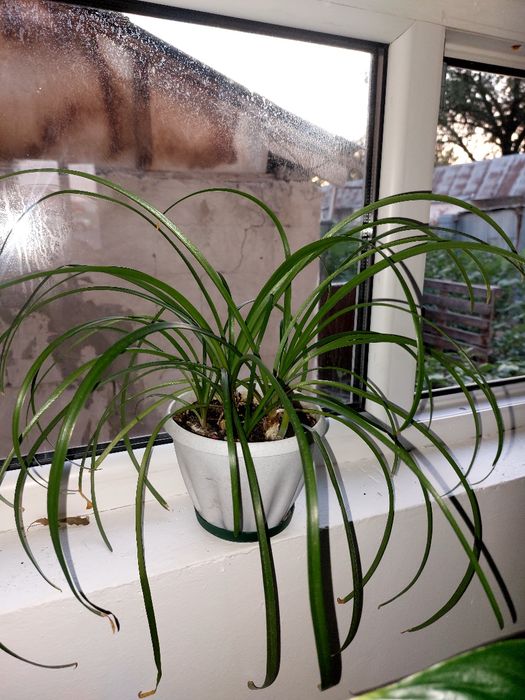 Долларовые цветы для офиса и  для дома