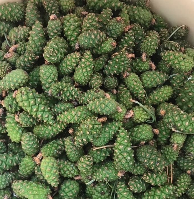 Сосновая настойка и мед