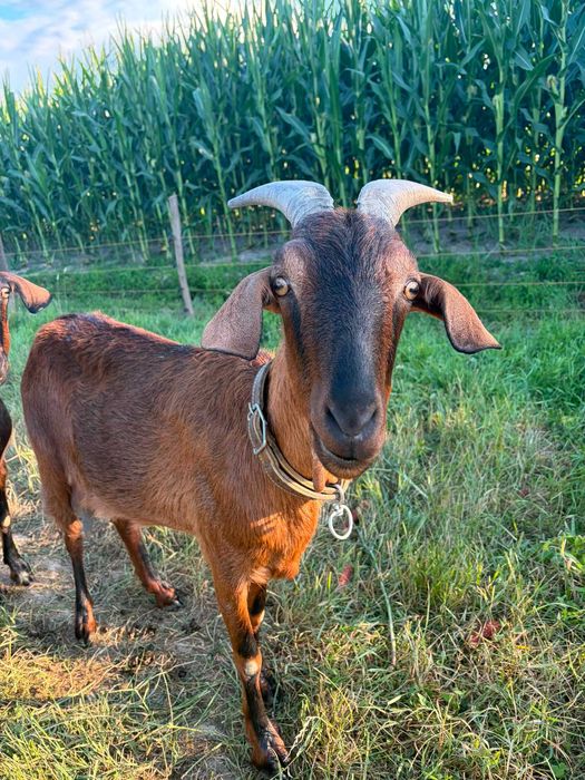 Caprã Alpinã Francez  3 litri lapte pe zi la prima fãtare mamã de doi ieduti 850 lei!