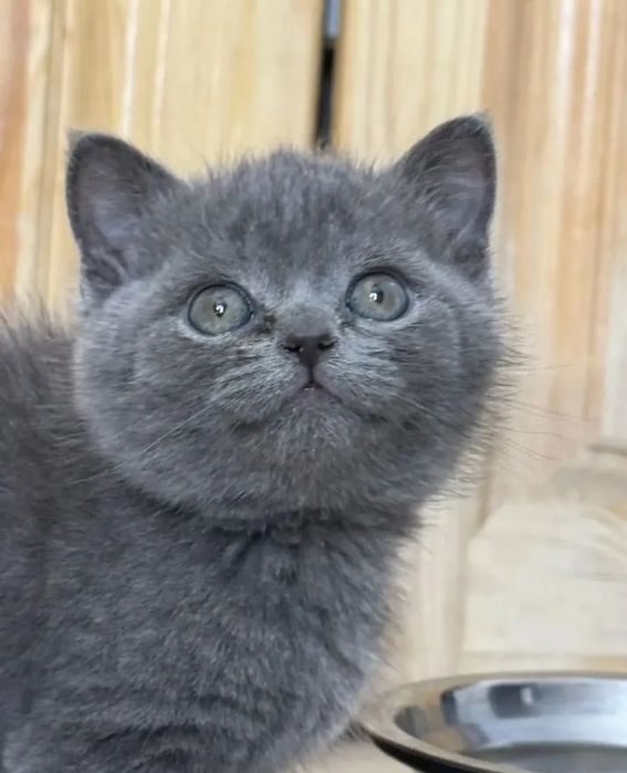 Котята британские 1.5 мес