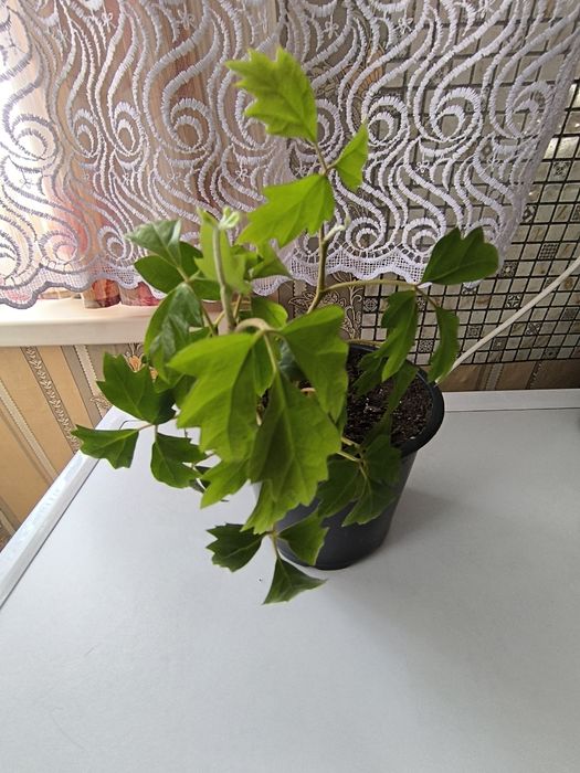 Продам саженцы васильков