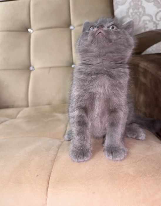 Скоттиш страйт девочка