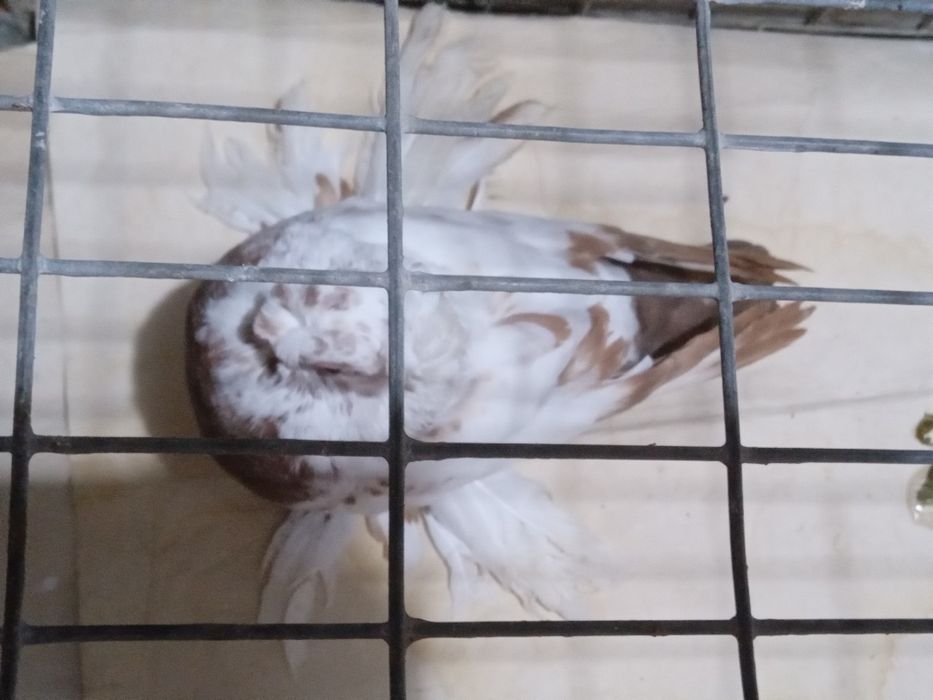 Голуби. Начаты две самки