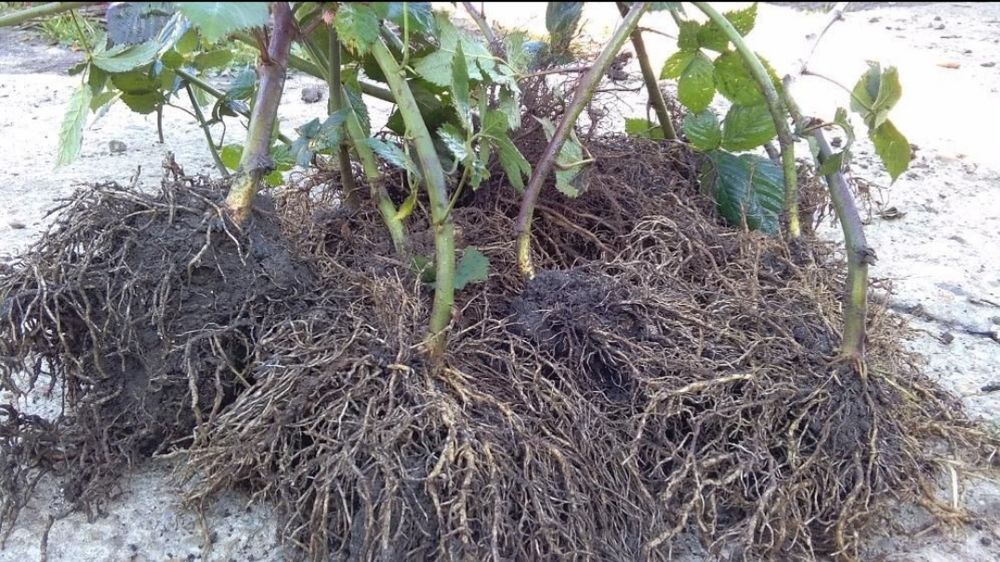 Material saditor: butasi mur si zmeur