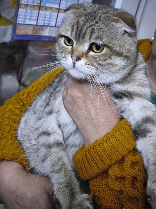 Кот, котик, кошка, котенок