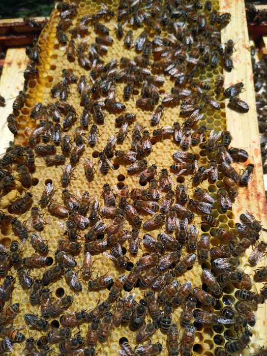 Vând familii de albine in stupi MER