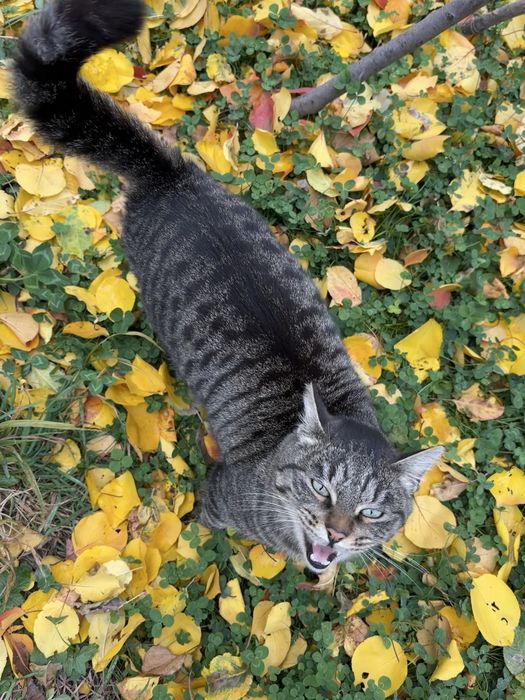 Толстый и ласковый кот Юрка