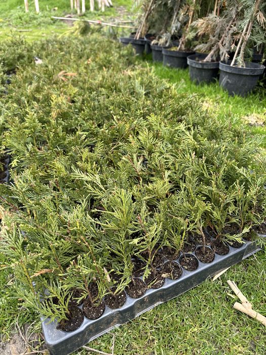 Leylandi, Laur englezesn, Euonymus, Photonia red robin , Ienupar