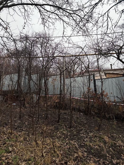 Слива, черешня деревья дерево бесплатно