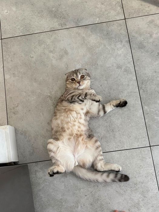 Котенок вислоухий шотландец