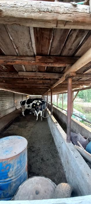 Янги юл.Кирарик 10 и 12  соток земля