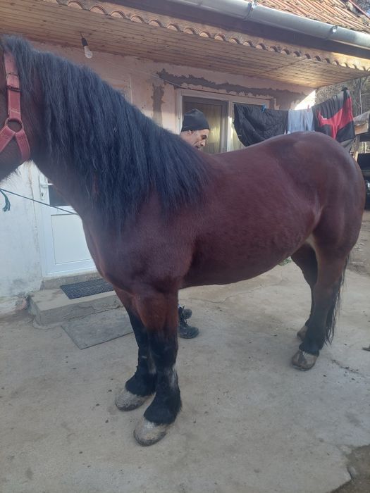 Manza semi grea de vânzare 4 ani  prețul e în euro negociabil