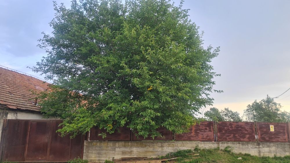 Închiriez / Vand imobil cu destinație: producție sau ferma