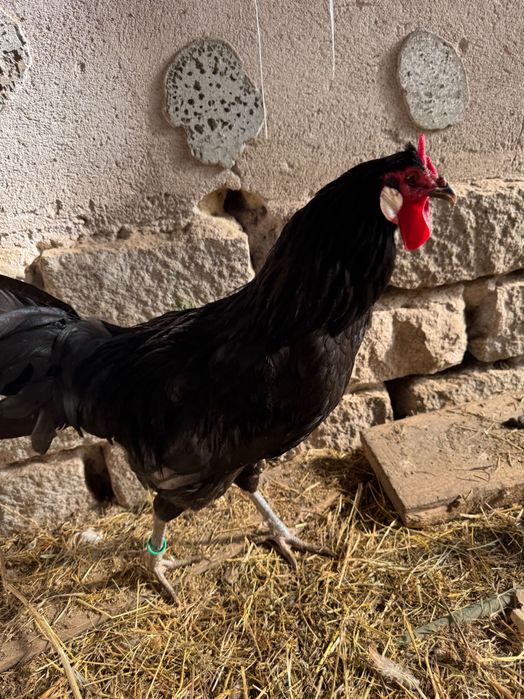 Cocoși rasa LaFleche