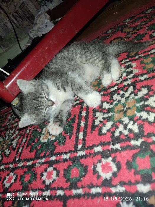 Отдадим котенка девочку