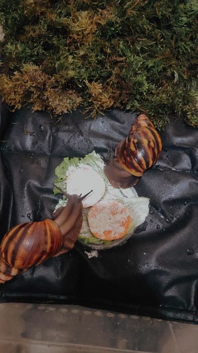 Архахатина Нигерия