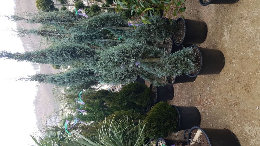 Vindem spirală din Cupresusochiparis leylandy de mai multe dimensiuni