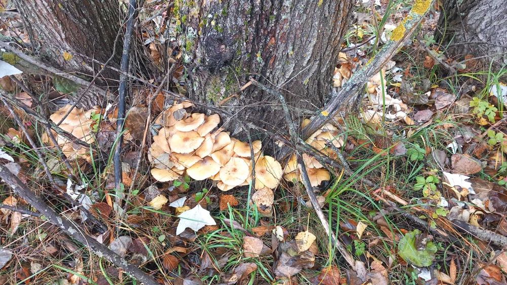 Disponibile ciuperci coada curcanului