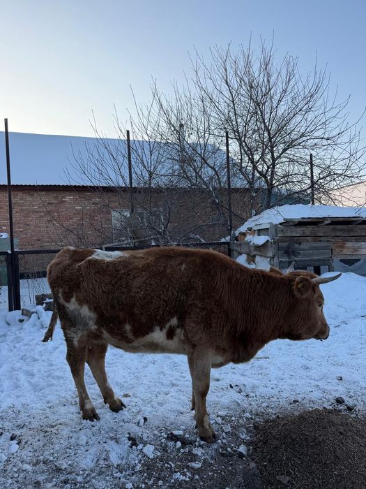 Продам корову на откорм