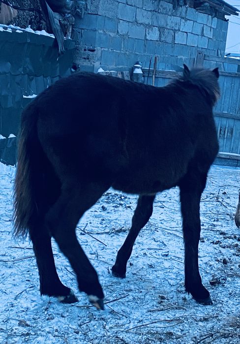 Жабағы сатам семіз