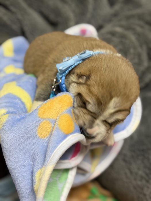 Продаются щенки алабай