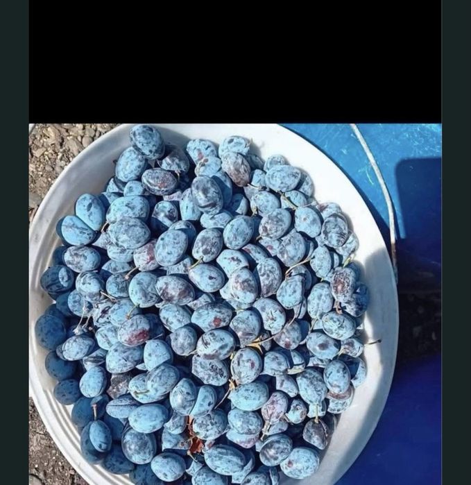Vand prune pentru tuica !