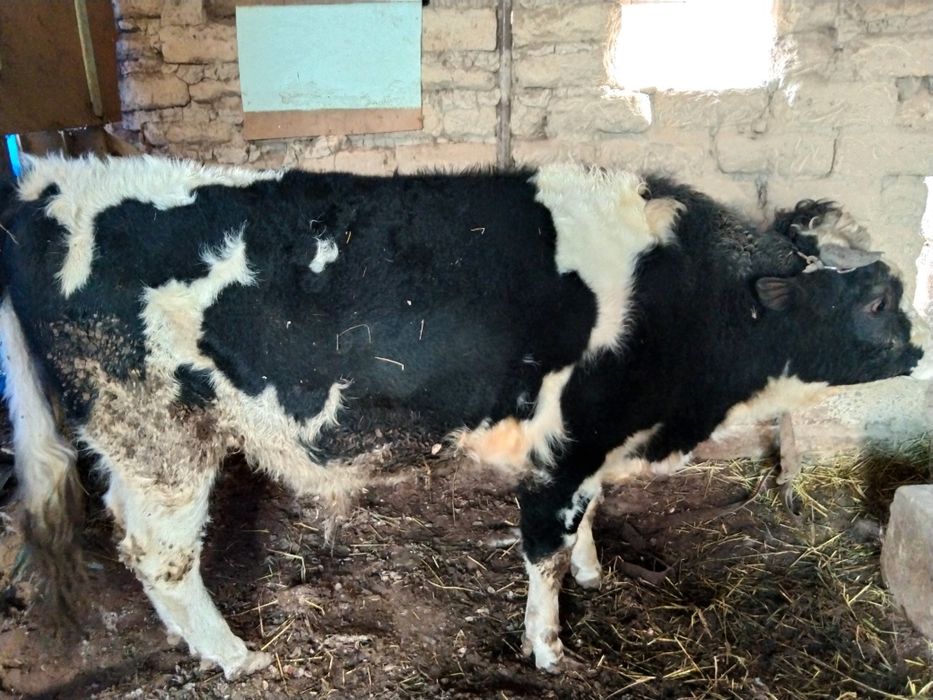 Yemlangan Buqa sotiladi