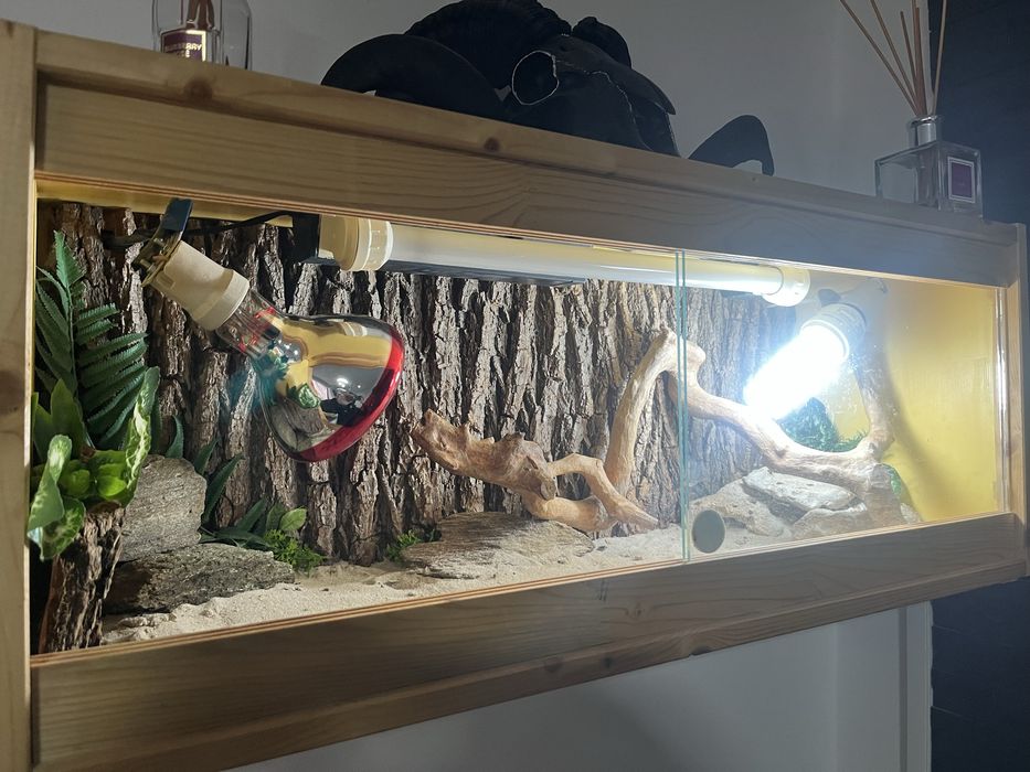 Teraariu reptila foarte incapator