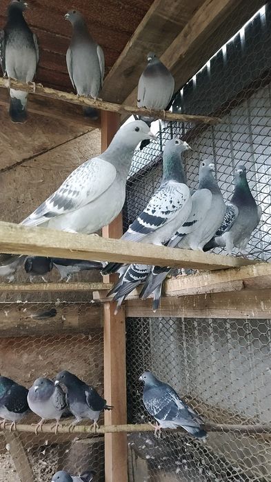 Vând porumbei voiajori