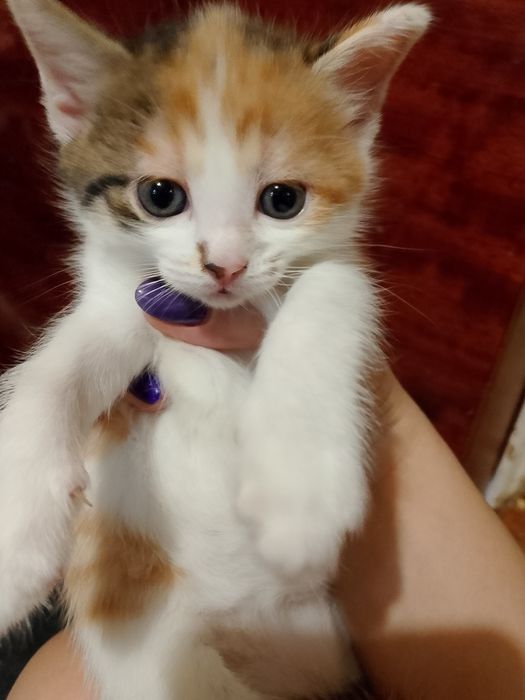 Отдам даром котят