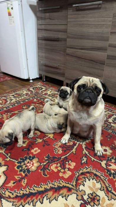 Продам щенят Мопс