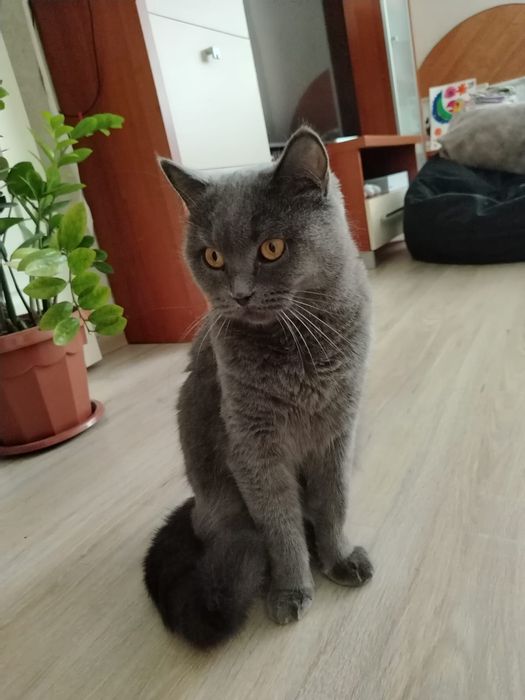 Отдам в хорошие руки