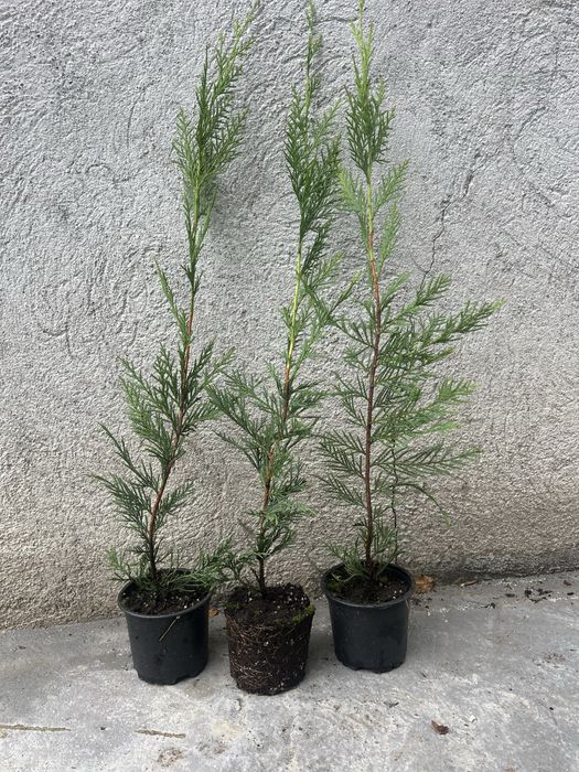 Leylandii – 40-60 cm, la ghiveci, rădăcini bine dezvoltate
