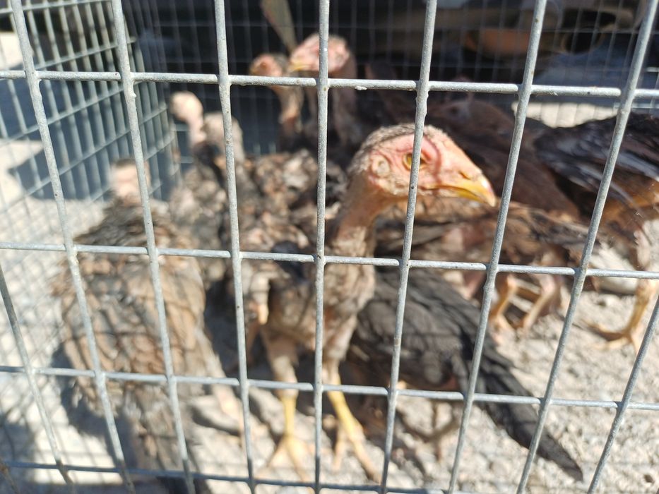 Срочна продам бойцовые