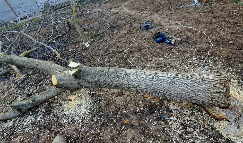 Vand trunchi / lemn de nuc