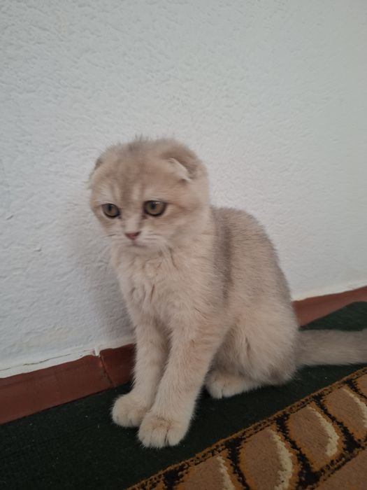 Zotli mushuk bor