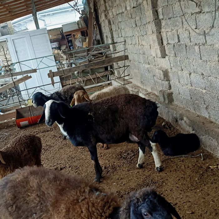 Куйлар она бола куйлар бугоз куй она куй ва кузичоклар сотилади