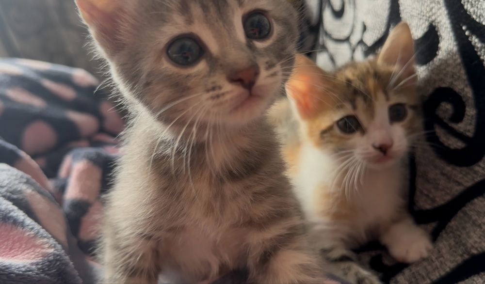 Игривые котята девочки