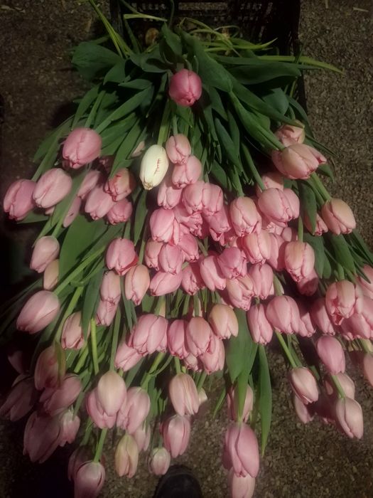 Тюльпаны крупные отборные оптом