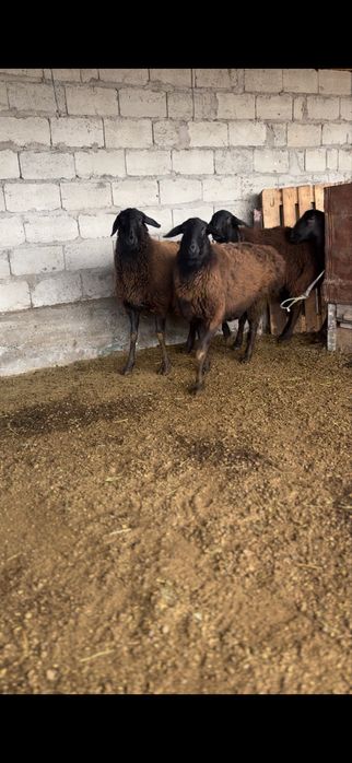 6 бас Гиссар тусактар сатылады