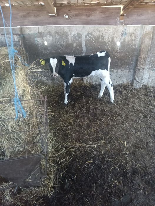 Tăuraș d vânzare .