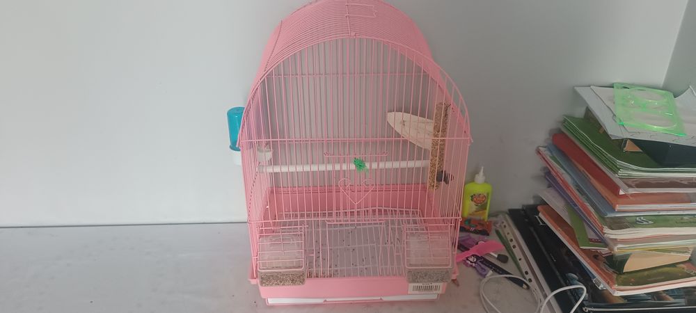 Волнистый попугай