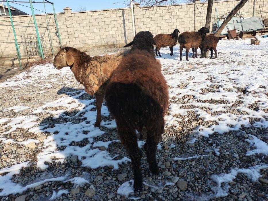 Қошқар сатылады