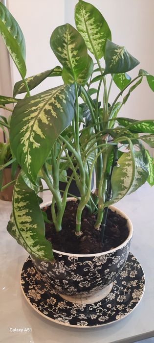 Продаются комнатные цветы