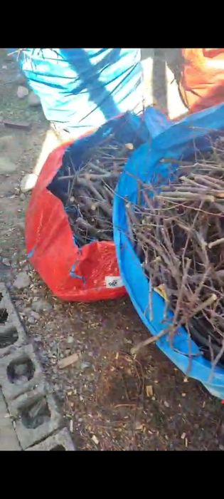 Река страпила ағаш шырпы тегін беремін