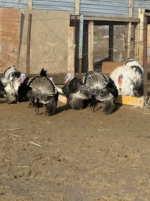 Индюк кораздары сатылады