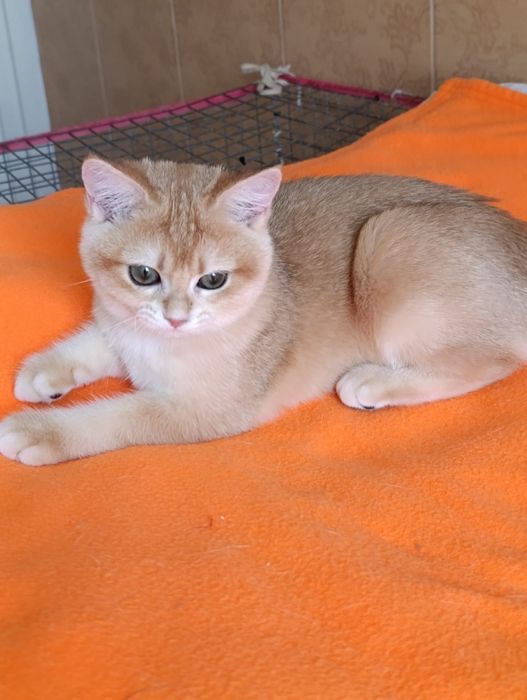 Scottish straight fetita   SFS ny 11  71 golden